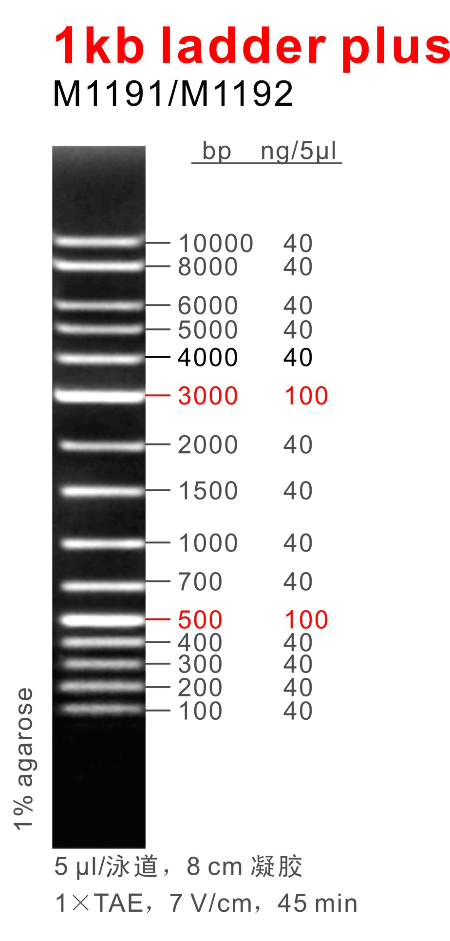 1kb Ladder Plus DNA Marker M1191/M1192