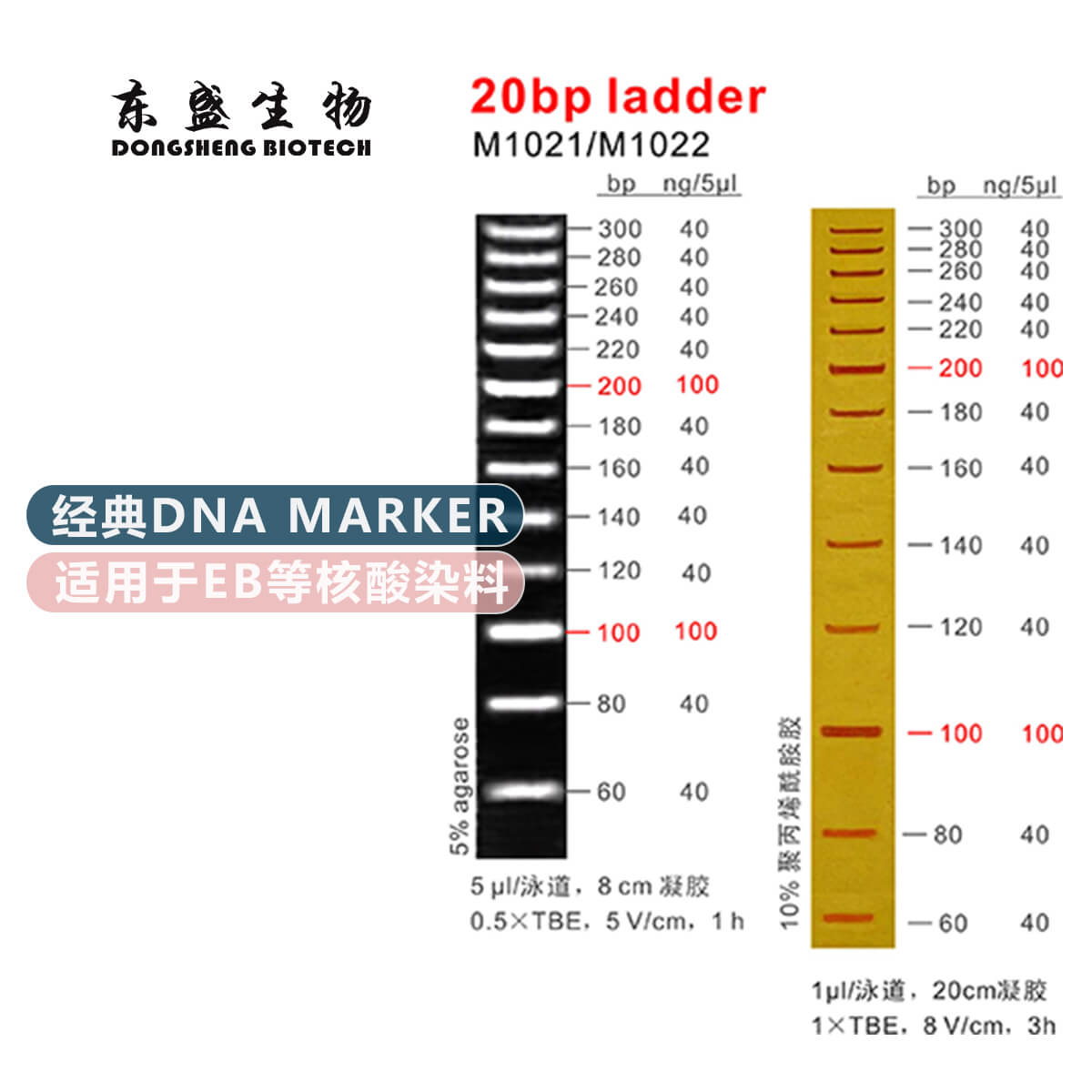 20bp Ladder DNA Marker M1021/M1022
