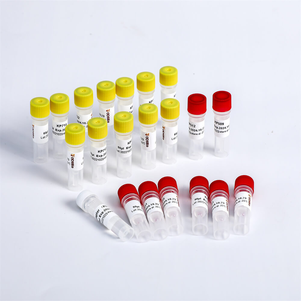 Multiplex Oligos 2 for Illumina K002-B(192rxns)