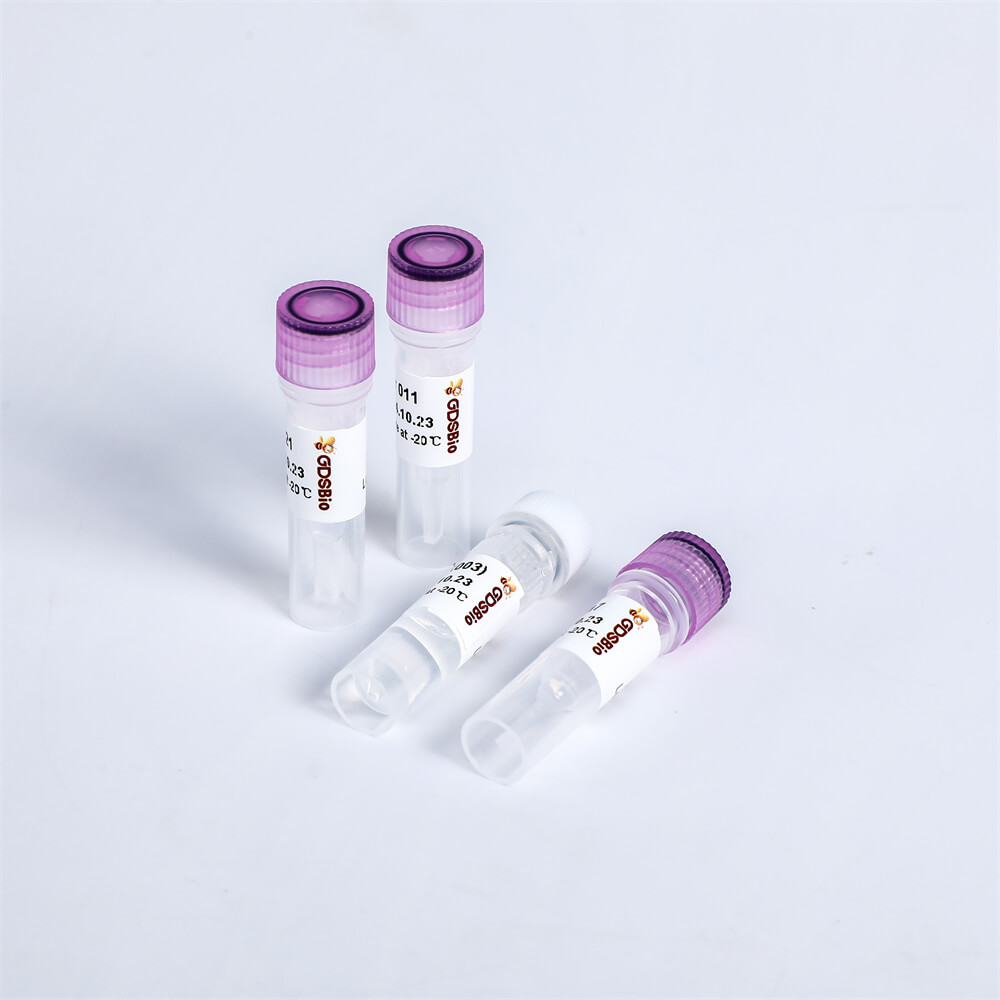 DNA Adapter Set for MGI K040-A/K040-B/K040-C