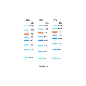 15-180KD Prestained Protein Ladder D1011-A D1011-B