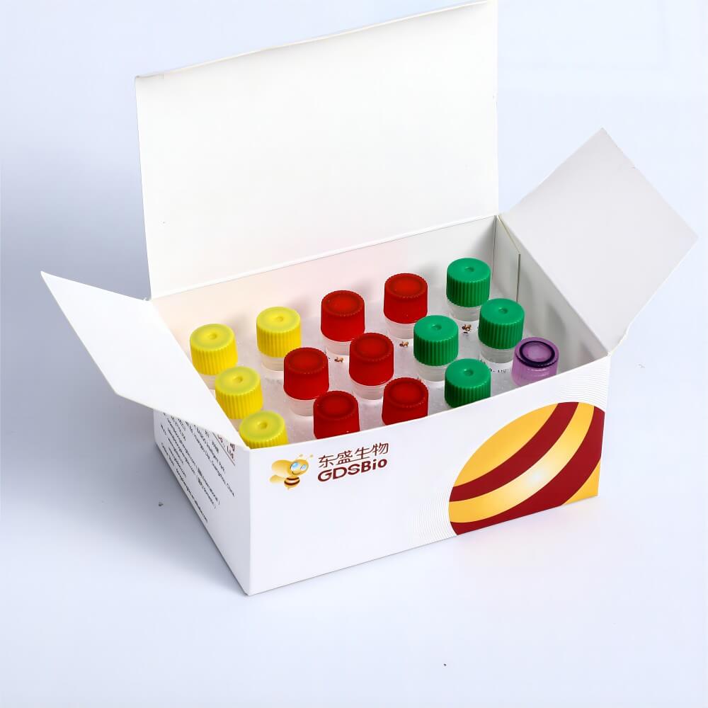 GDSZyme DNA Library Prep Kit for Illumina K016-A K016-B